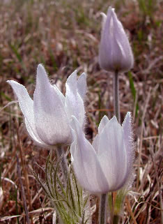 Anemone patens wolfgangiana